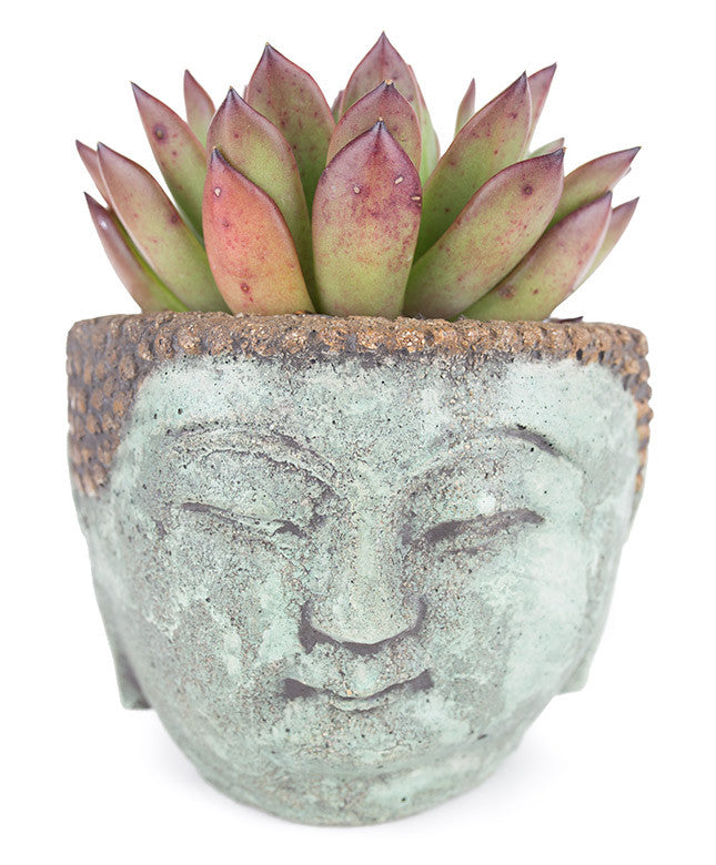 Medium Buddha Planter - Dalla Vita - 2