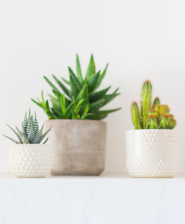 Triangle/ Diamond Planter