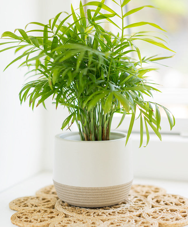 Large Rigid Concrete Planter