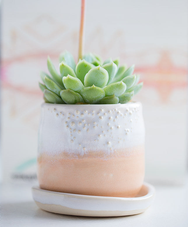 Pastel Planter - Dalla Vita - 5