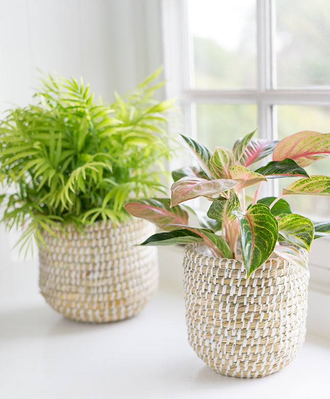 Seagrass Basket