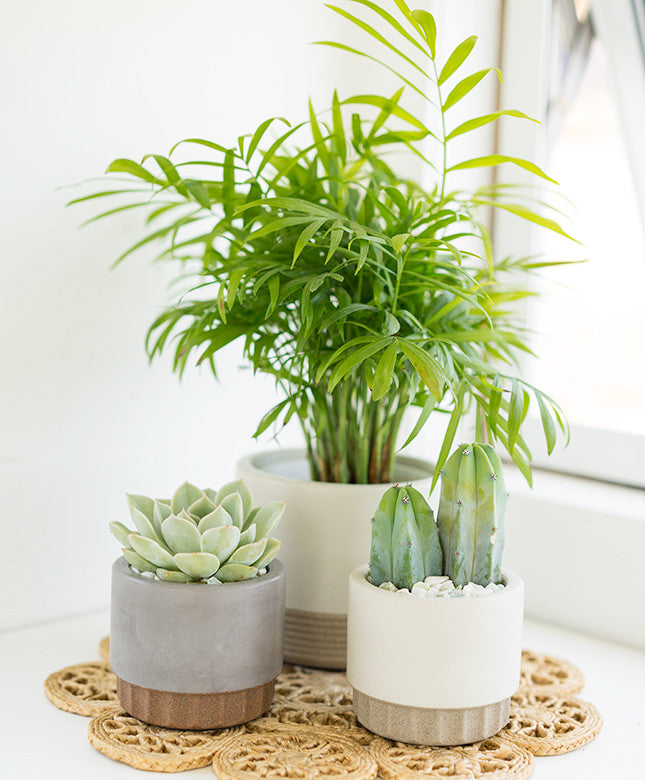 Large Rigid Concrete Planter