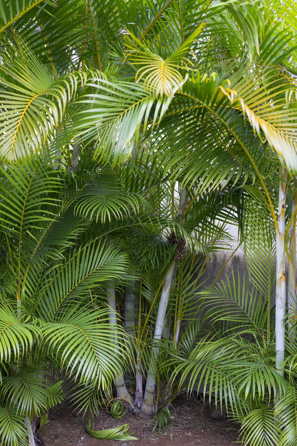 Plant Spotlight: Areca Palm