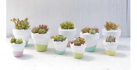 DIY Dipped Terra Cotta Succulent Favors