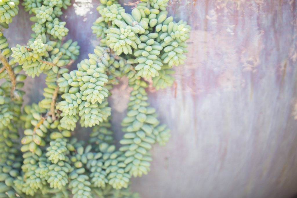 How to Care for Succulents