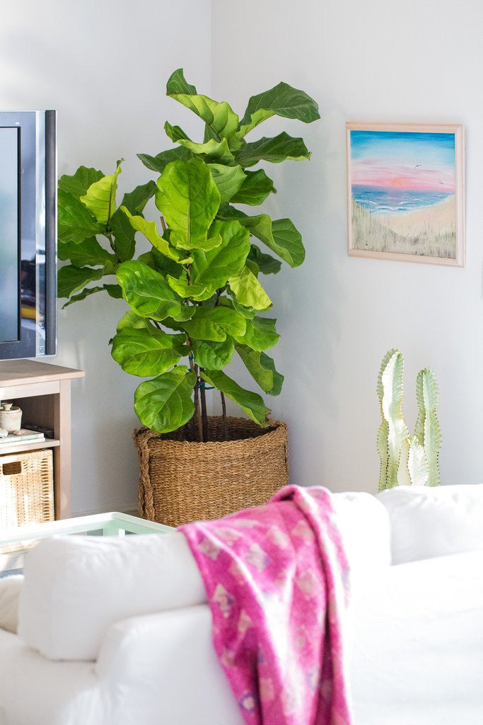Our Top 6 Picks for Modern, Low Maintenance Indoor Plants
