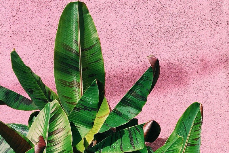 10 Beautiful Instagram Accounts for Plant Lovers