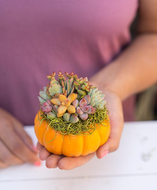 How to make a Succulent Topped Pumpkin