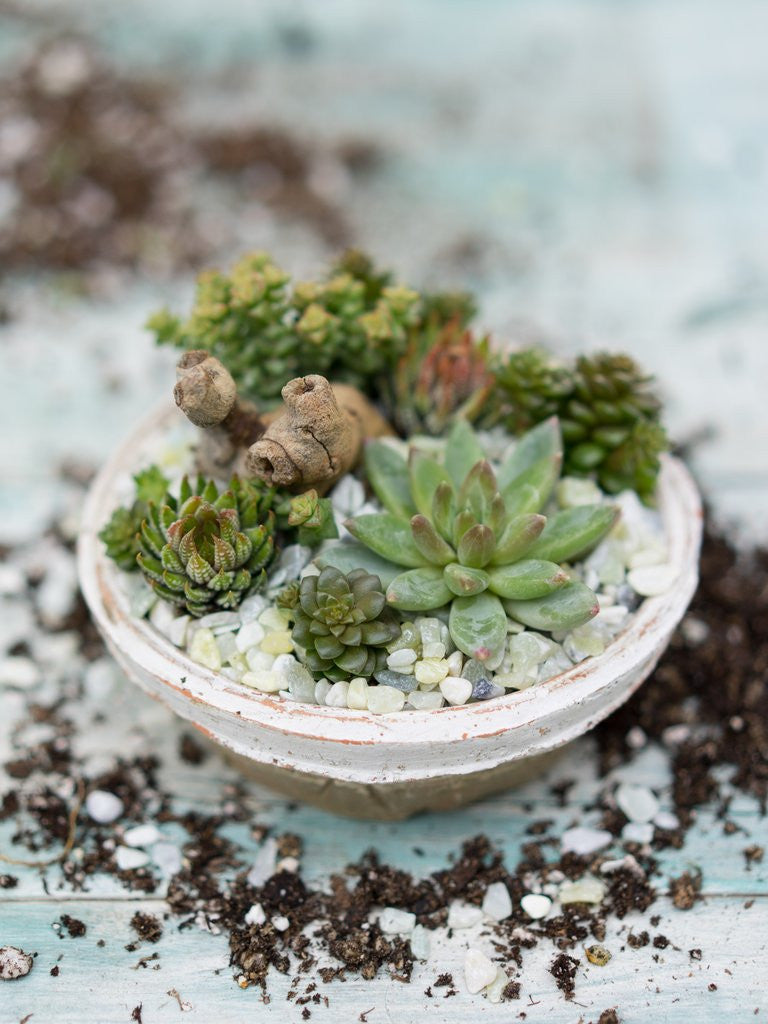 How to Create a Small, Low Dish Succulent Arrangement