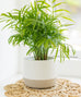 Large Rigid Concrete Planter
