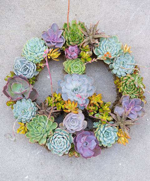 Peace Wreath