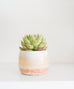 Carved Planter