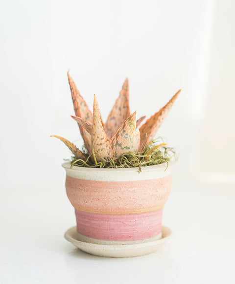 Sunrise/ Sunset Clay Pot