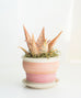 Sunrise/ Sunset Clay Pot