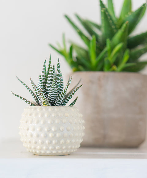 Bumpy Pot