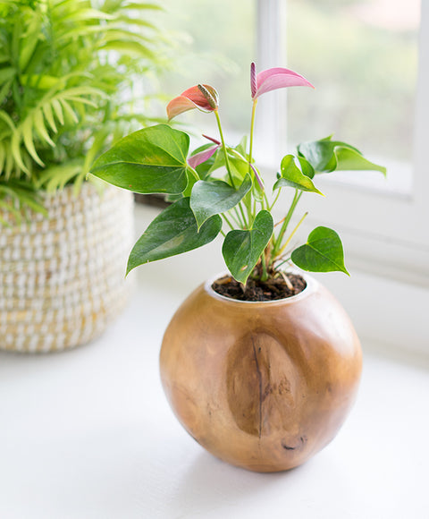 Teak Ball Pot