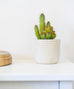 Triangle/ Diamond Planter