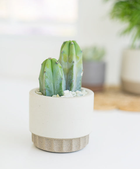 Small Flute Concrete Planter