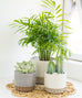 Large Rigid Concrete Planter