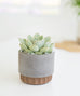 Small Flute Concrete Planter